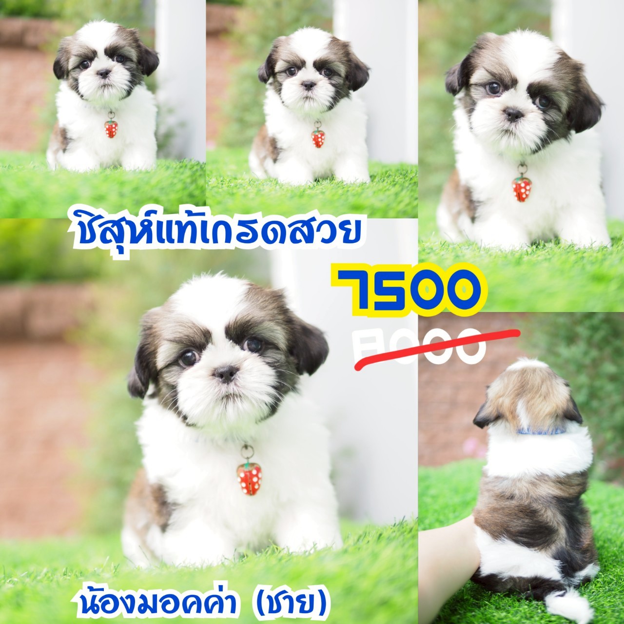 ชิสุห์แท้ กิ๊ซ่า
