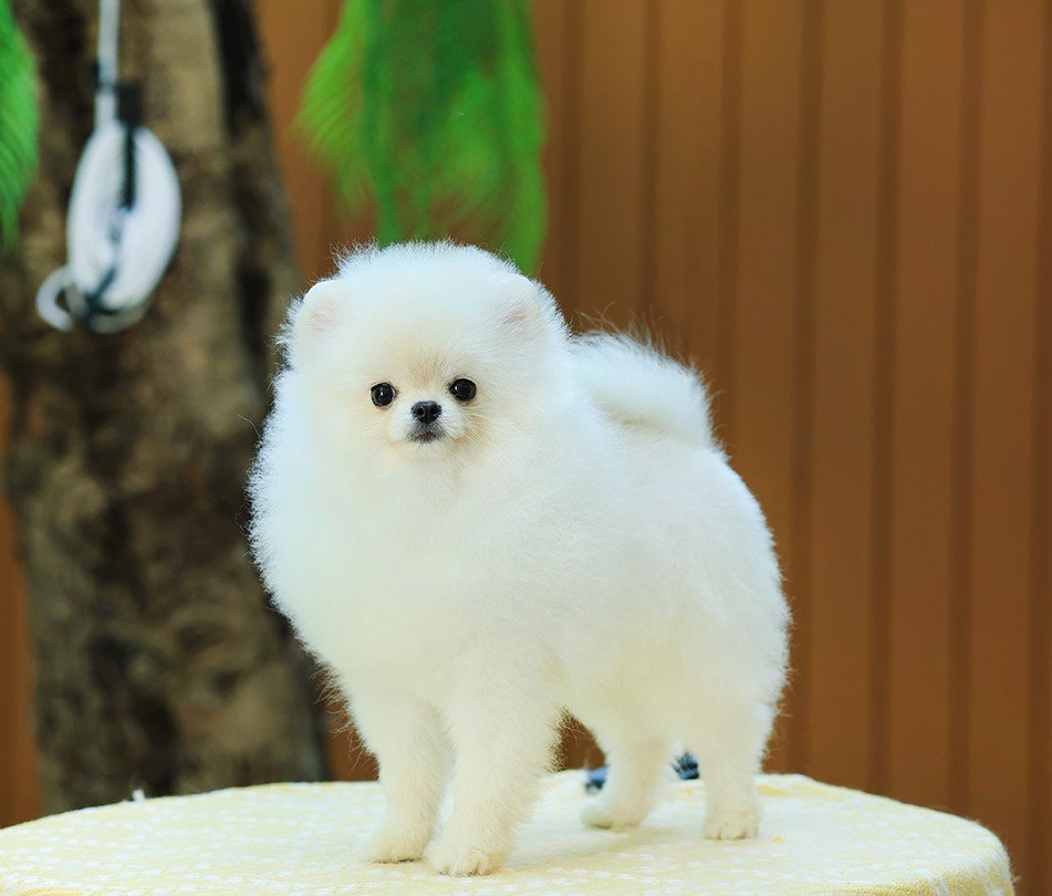 ปอมแท้ ปอมหน้าหมี HRM-68773 เพศชาย สีขาว อายุ 2 เดือน ขนแน่น ขาใหญ่ กินเก่ง หน้า...