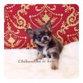 [Chihuahua Is Here] ขนยาว เพศผู้ สีบลูแทน(สีเทา) หายาก (SOLD)