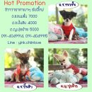 Hot Promotion!! ปรับราคารับปีใหม่ ชิวาวาขนสั้น/ขนยาว 4000-7000 by บ้านมะหมา Chi...