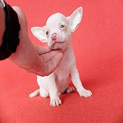 Chihuahua ขนสั้นเพศผู้ สีขาวล้วน รับประกันสุขภาพ มีบริการส่งทั่วไทย