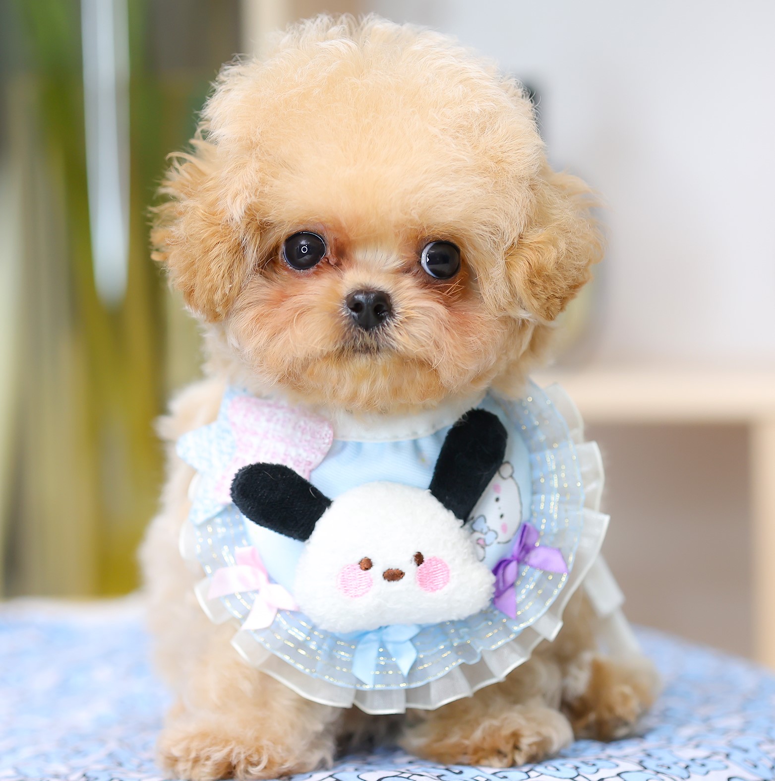 บิซองพู BCF-24596 เพศหญิง สีแชมเปญ อายุ 2 เดือน หน้าตาน่ารัก ขาสั้น ขนแน่นฟู ขี้...