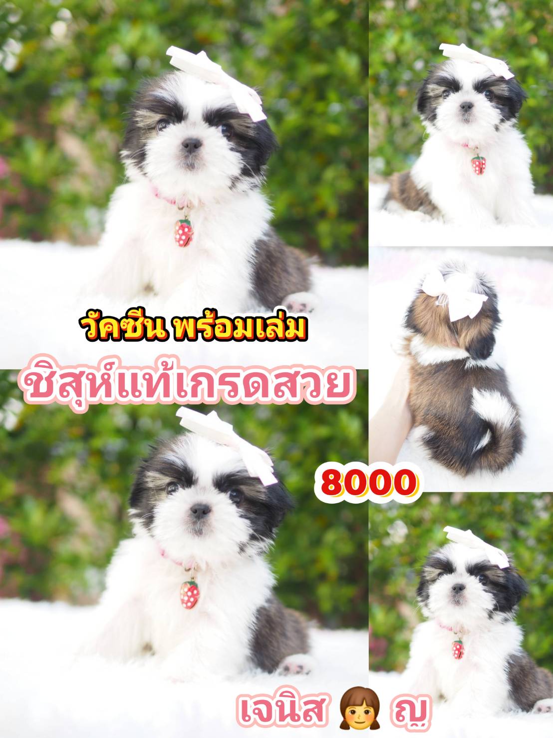 กิ๊ฟซ่า แถม วัคซีน