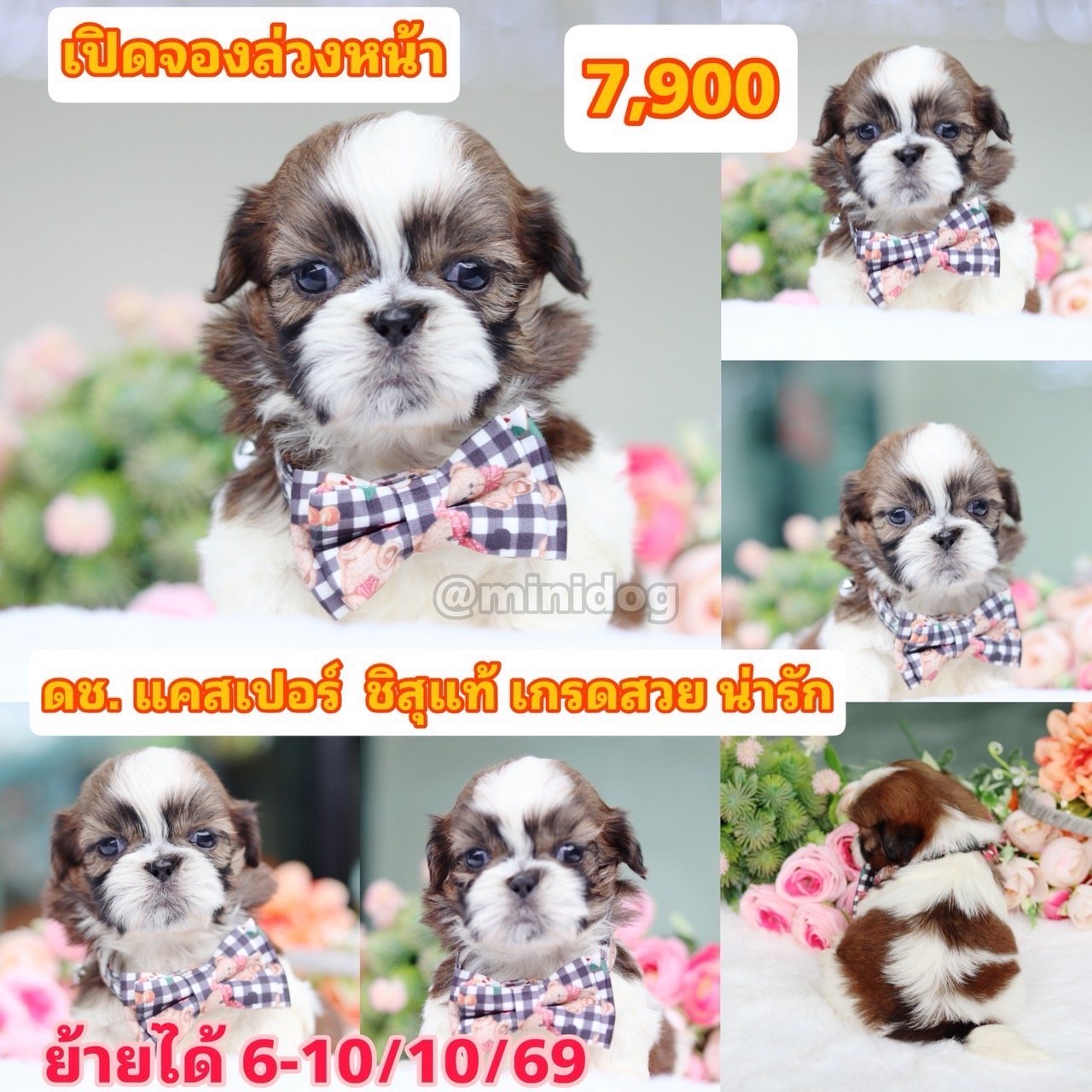 ชิสุแท้เกรดสวย