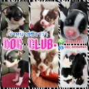 Dog Club จำหน่ายชิวาวา มาร์คสวย แบ๊ว ราคาพิเศษเริ่มต้น 5,500 Line: Bussy8811