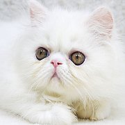 ขายลูกแมวเปอร์ซีย สีขาว เพศผู้ 2 เดือนกว่า วัคซีนแล้ว 4800 บ.