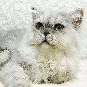 ขายลูกแมวชินชิล่า สีซิลเวอร์เฉด เพศผู้ 5 เดือนกว่า วัคซีนแล้ว.