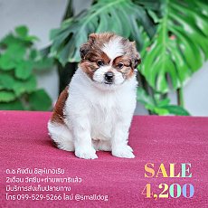 SALE!!!ชิสุเทอเรียน้องคิงตันเพศผู้อายุสองเดือนฉีดวัคซีนให้ฟรีมีบริการส่งเก็บปลาย...