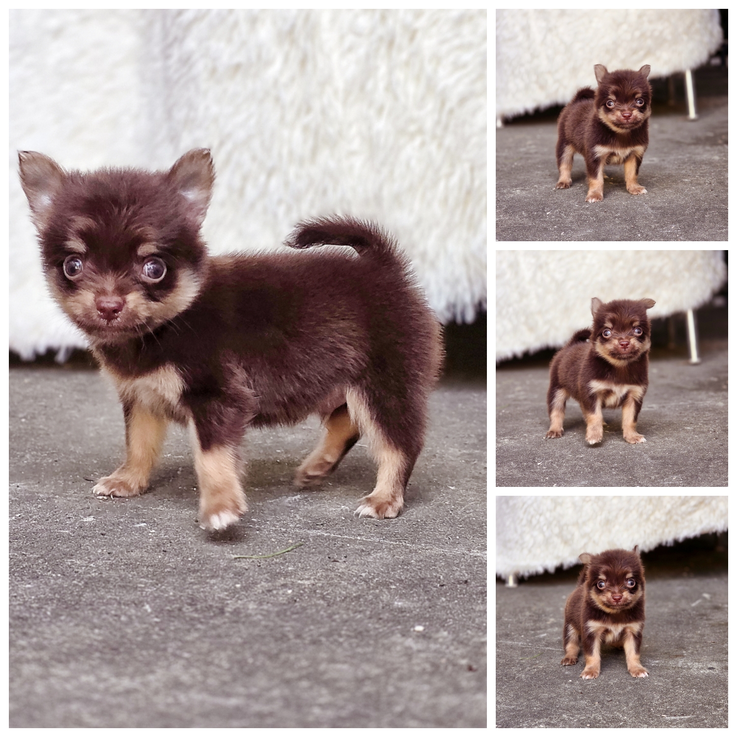 Chihuahuaแท้ขนยาวสีช็อคเพศผู้