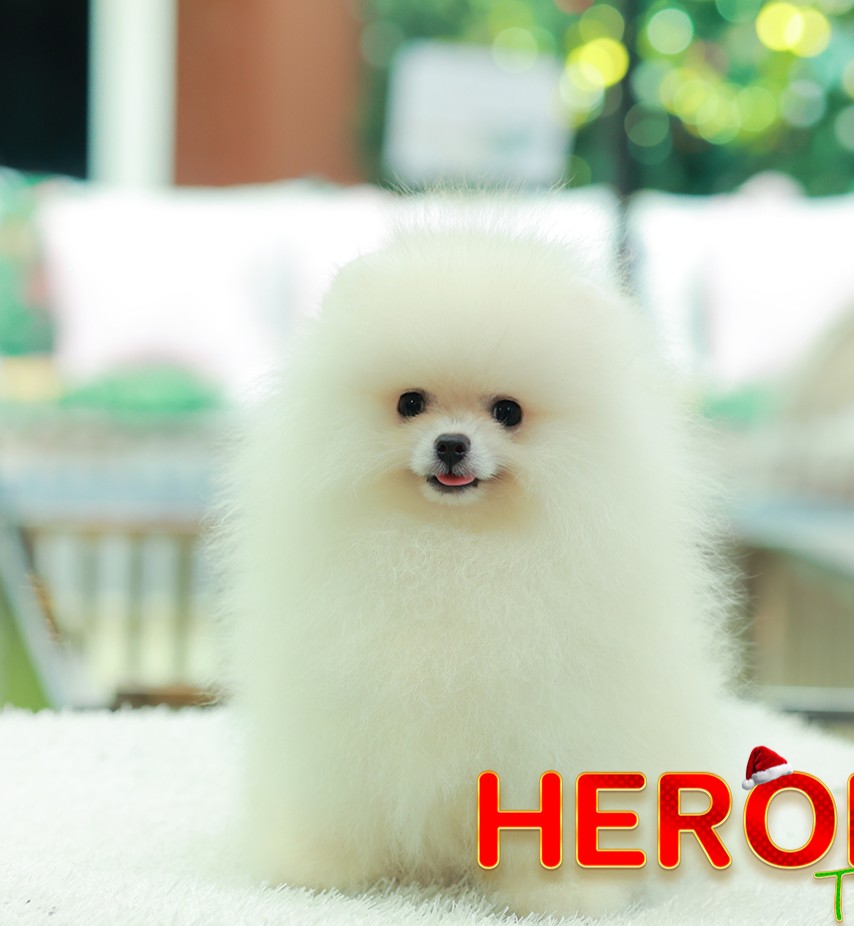 ปอมแท้ ปอมหน้าหมี HRM-10523 เพศชาย สีขาวครีม อายุ 2 เดือน ขนแน่น ขาใหญ่ กินเก่ง...