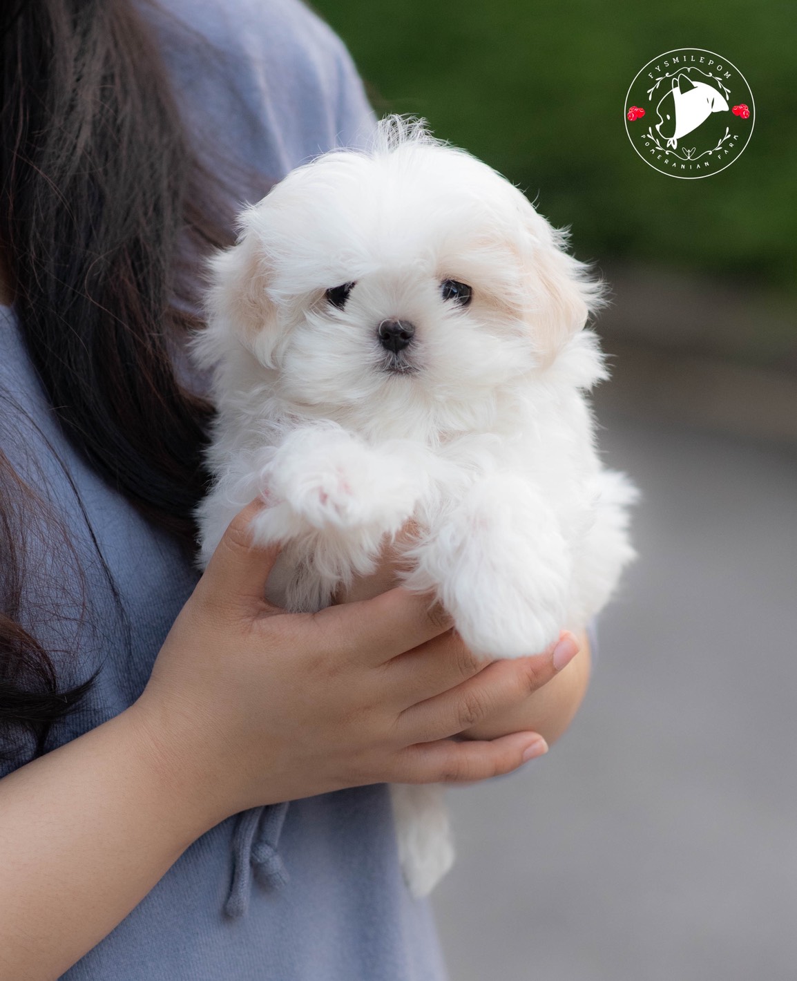 FYsmilepom น้องมอลทีส เพศเมีย หน้าตาน่ารัก พร้อมย้ายบ้านค่ะ 0830777178