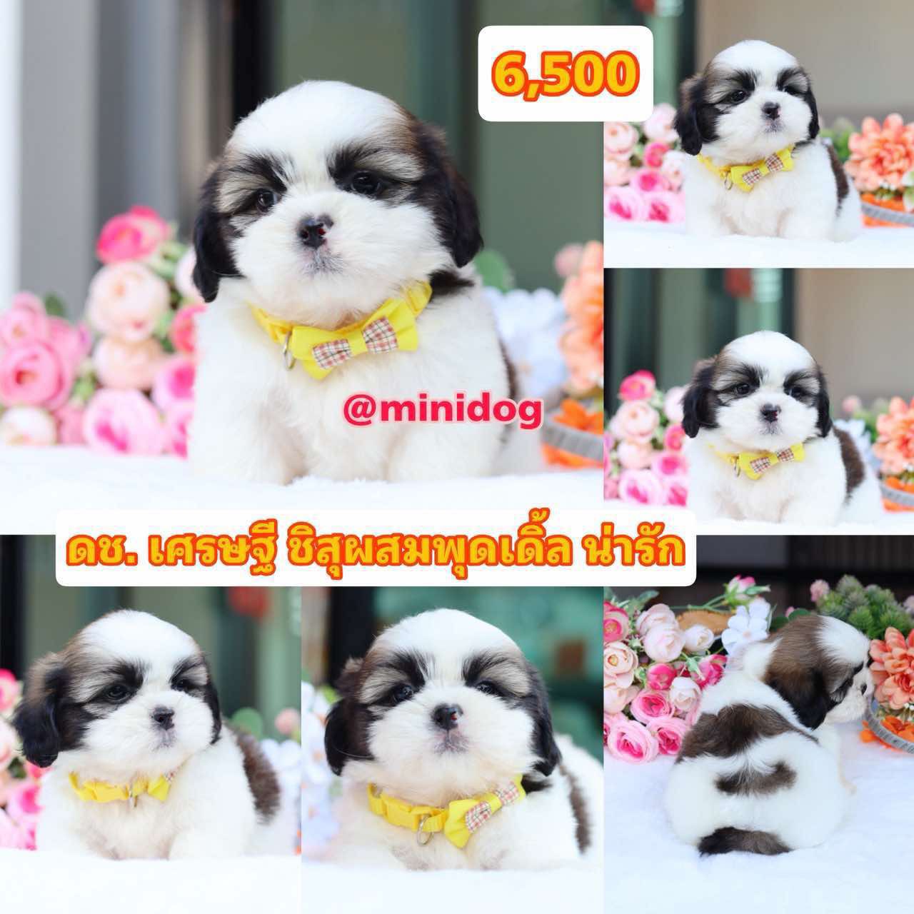 ชิสุผสมพุดเดิ้ล