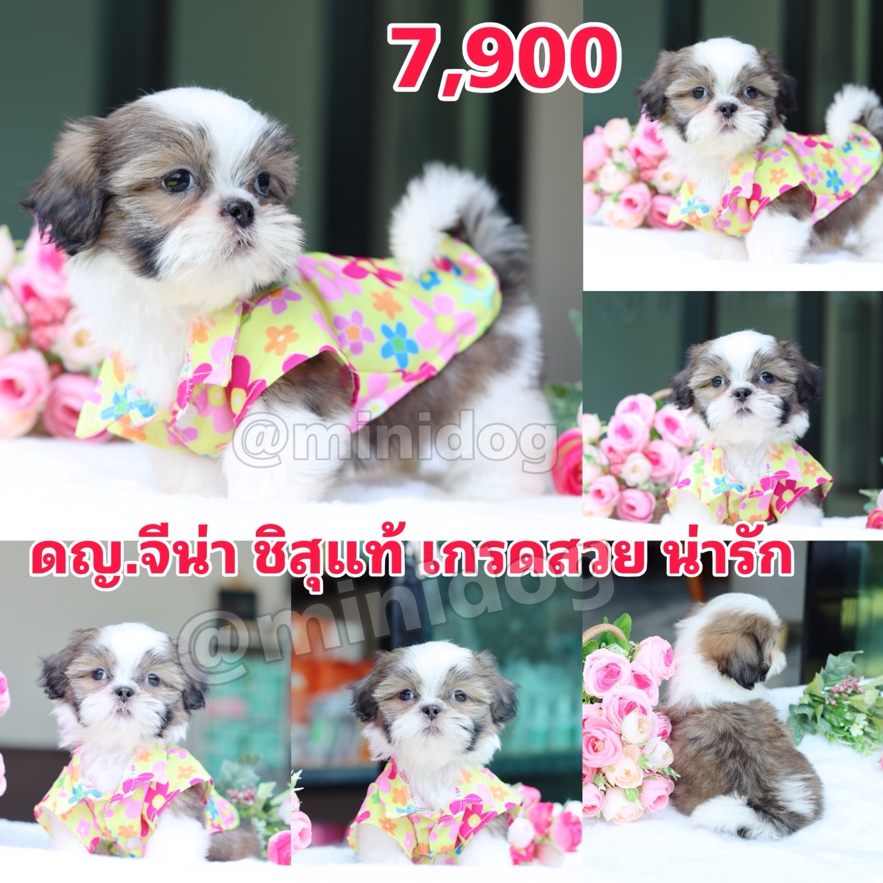 ชิสุแท้เกรดสวย