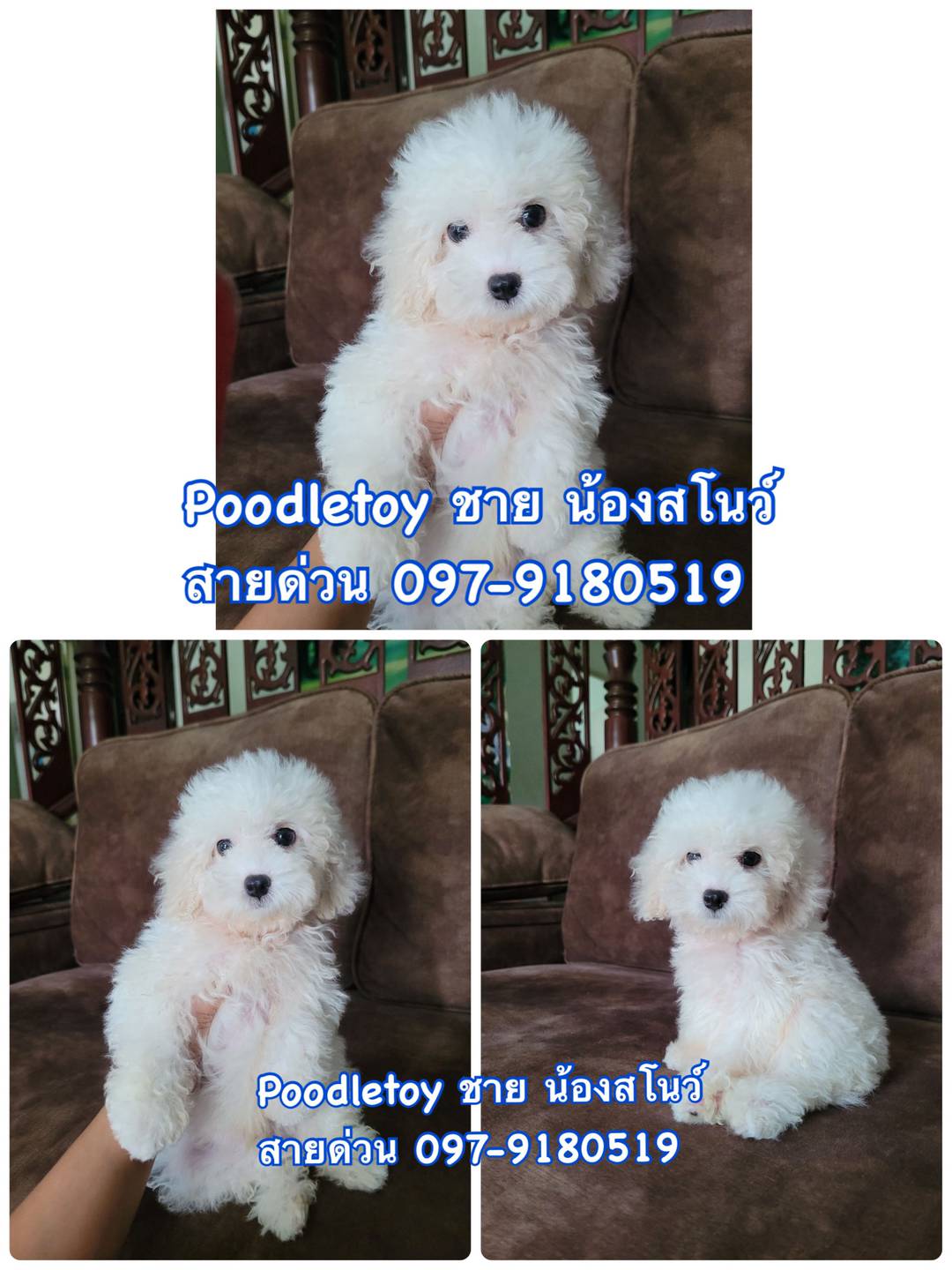 ราคานาทีทองวันนี้ Poodle toy พุดเดิ้ลทอย เกรดพรีเมียม ราคาลดพิเศษ