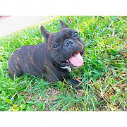 ขายหมา French bulldog สายพันธุ์อเมริกันพ่อแชมป์