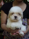 น้องชิสุห์ ( สีขาว )  ตัวอ้วน ๆ ขนฟู ๆ น่ารัก โทร.081-195-5028. ( รูปข้างใน )