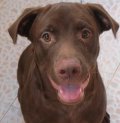 ขายสุนัขลาบราดอร์สีน้ำตาล อายุ5เดือน ตัวผู้ แข็งแรงมาก ติดต่อ เอ 084-0019631