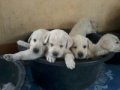 ขายลูกสุนัขพันลาบาดอรี ทีฟเวอร์ อายุ 2 เดือน ราคา 4500