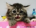 ((((((( *** ขายแมว เปอร์เซียแท้ ,,Mackerel Tabby,, ตัวอ้วน + ขนแน่น เพศผู้ สาย C...