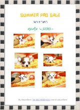 !!Summer Pro!!ชิ ขนสั้น เกรด Aราคาเดียว 4,500 บาท BY Vasunfarm<<