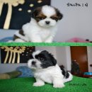 Shih Tzu สายพันธุ์แท้ 100% เรารับประกันสุขภาพปลอดโรคไม่มีผิดหวังแน่นอน