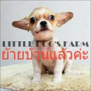 LITTLE DOG'S FARM : ย้ายบ้านแล้วค่ะ ชิวาวาขนสั้น ราคาพิเศษสุดๆจ้า เพียง4,500.-