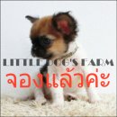 LITTLE DOG'S FARM : จองแล้วค่ะ สาวน้อยชิวาวา ขนยาวสีแฟนซีขาว-น้ำตาล ตาแบ๊วๆ อัพเ...