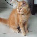 ขายแมวเปอร์เซียสีส้มกาฟิว (Red tabby) หน้าตุ๊กตา เพศผู้ 