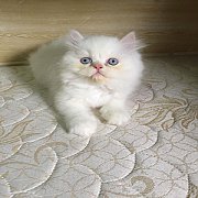 ลูกแมวเปอร์เซียแท้รูปหล่อสีขาวตาฟ้าอ้วนกลมพร้อมย้ายบ้านคร้าา