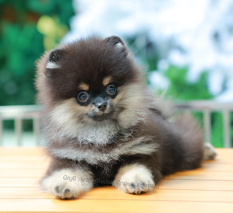 ปอมแท้ ปอมหน้าหมี HRF-10828 เพศหญิง สีแบล็คแทน ตัวจิ๋วตัวเล็ก แก้มอ้วน น่าฟัดมาก...