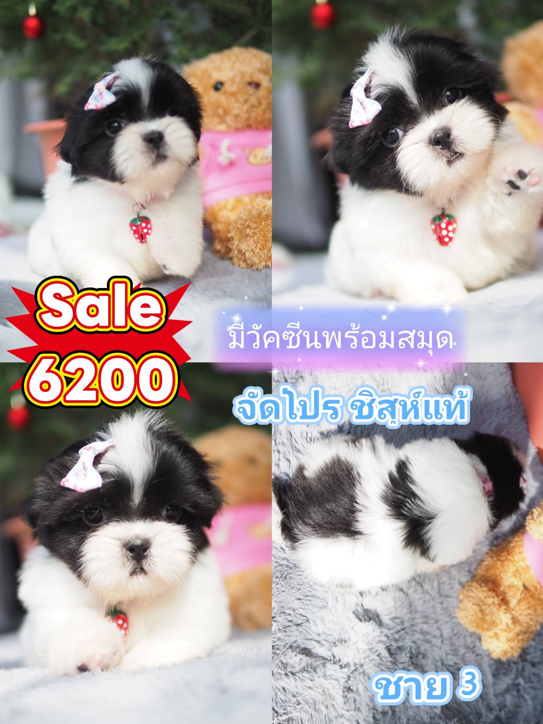 ชิสุแท้ ลดไปเลย 1800