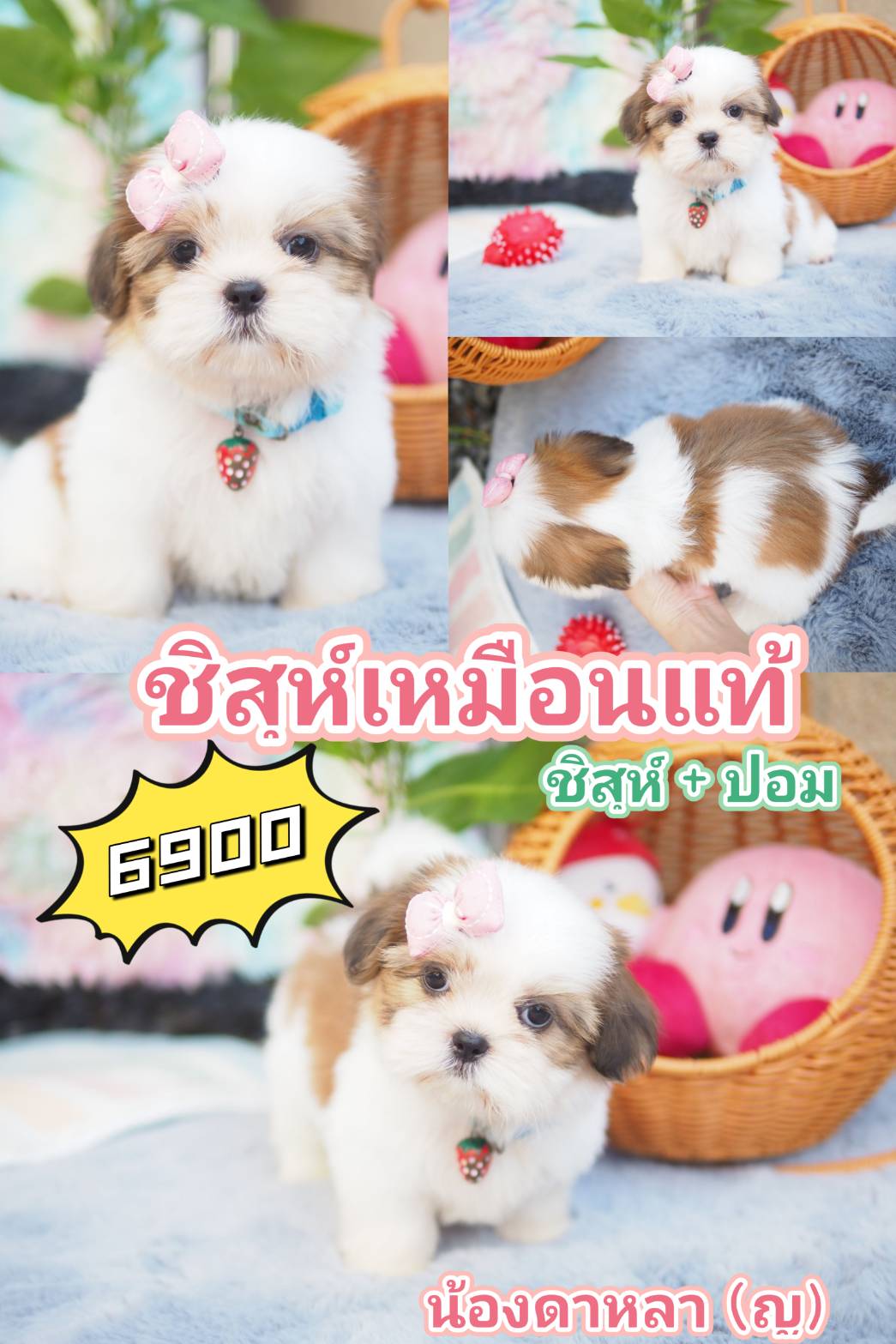 กิ๊ฟซ่า ชิสุ  ลดได้จ้า