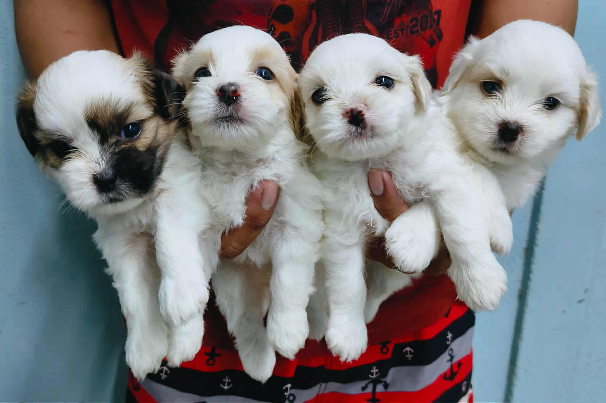 ชิสุผสมพุดเดิ้ล สนใจทักline::happyshihtzu4289