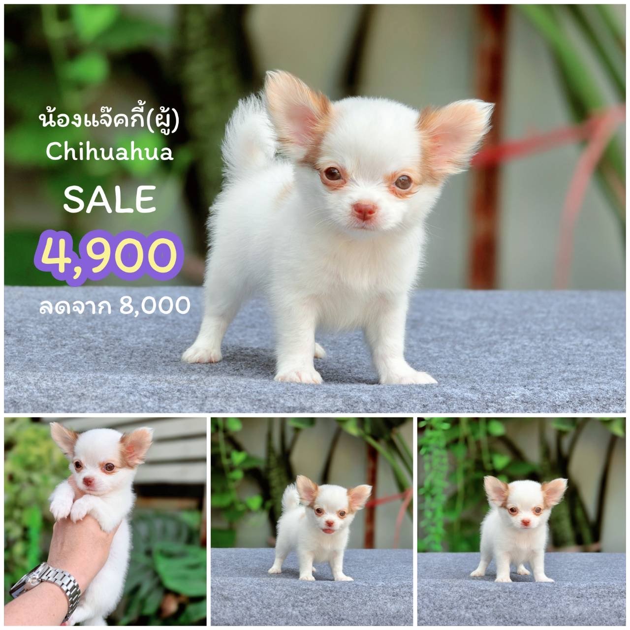 ชิวาวาแท้ เพศผู้ ขนสองชั้น พร้อมย้ายบ้าน