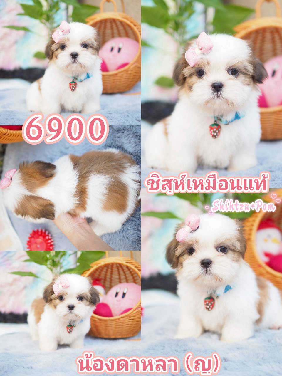 ชิสุ น่ารัก กิ๊ฟซ่า