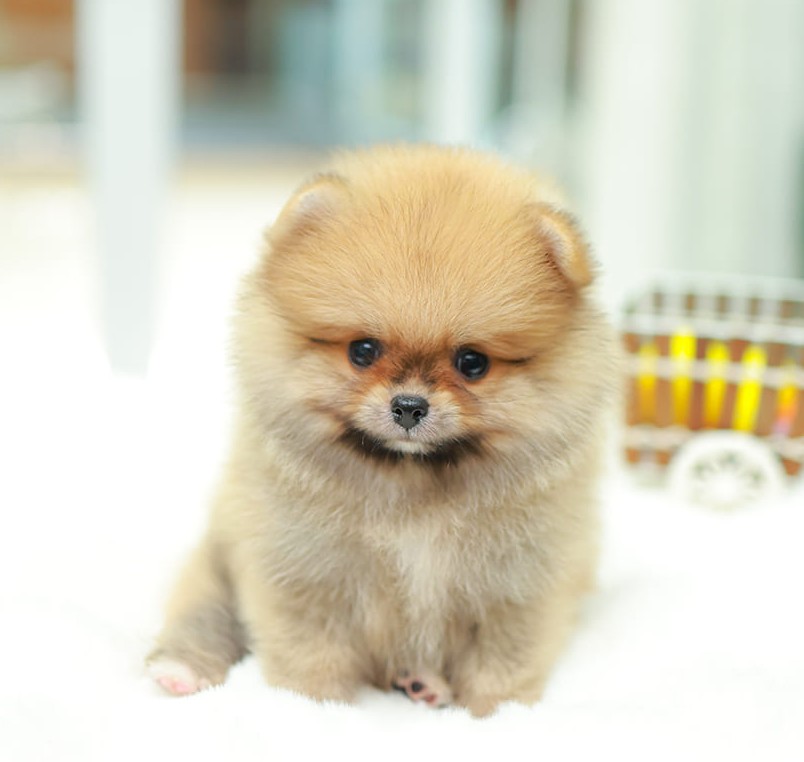 ปอมแท้ ปอมหน้าสั้น HRM-10577เพศชาย สีขาว หนุ่มฮอต หน้าตาน่ารัก น่าเอ็นดูมาก ๆ แก...