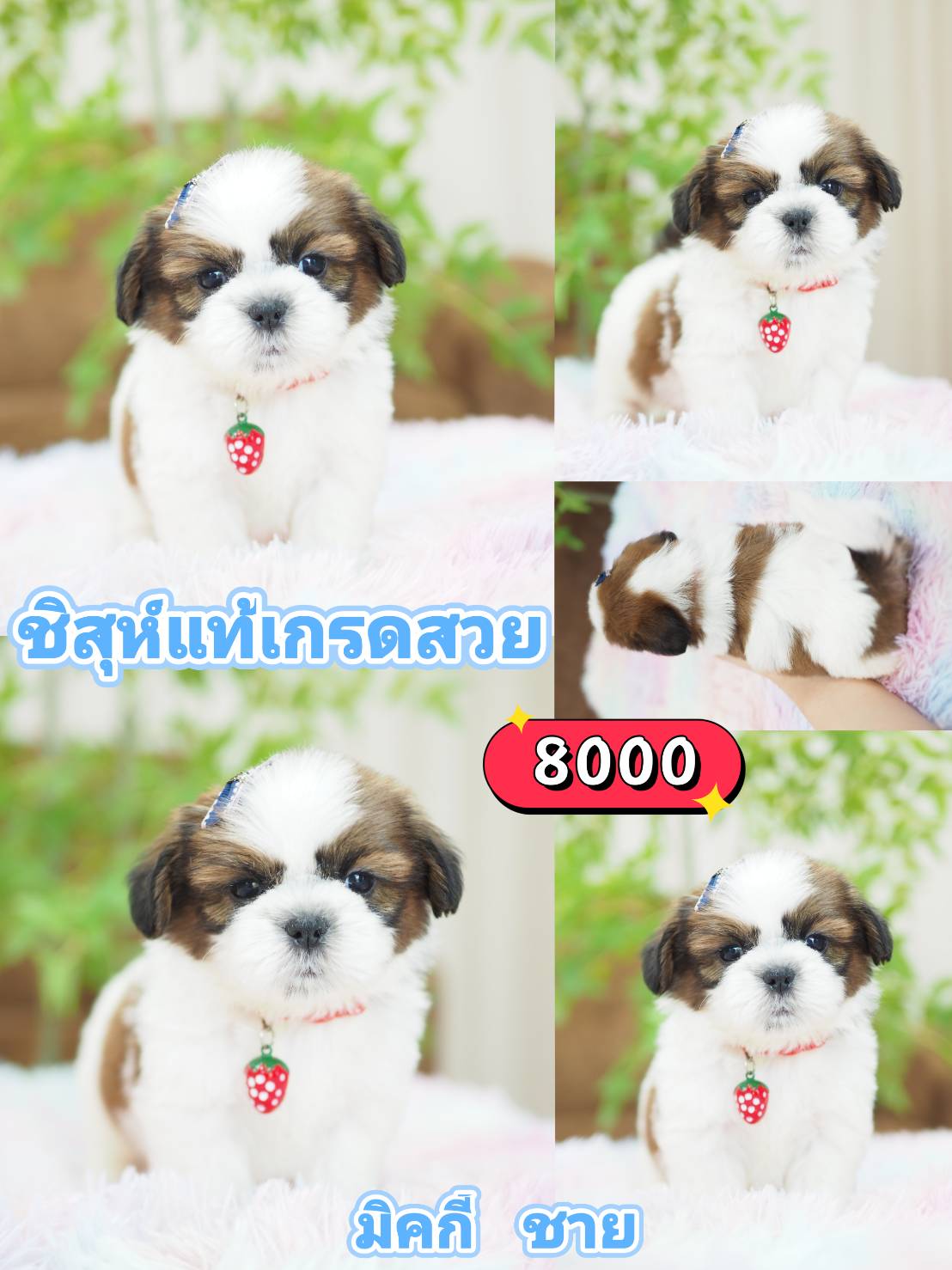 Shihtzu ลด10%
