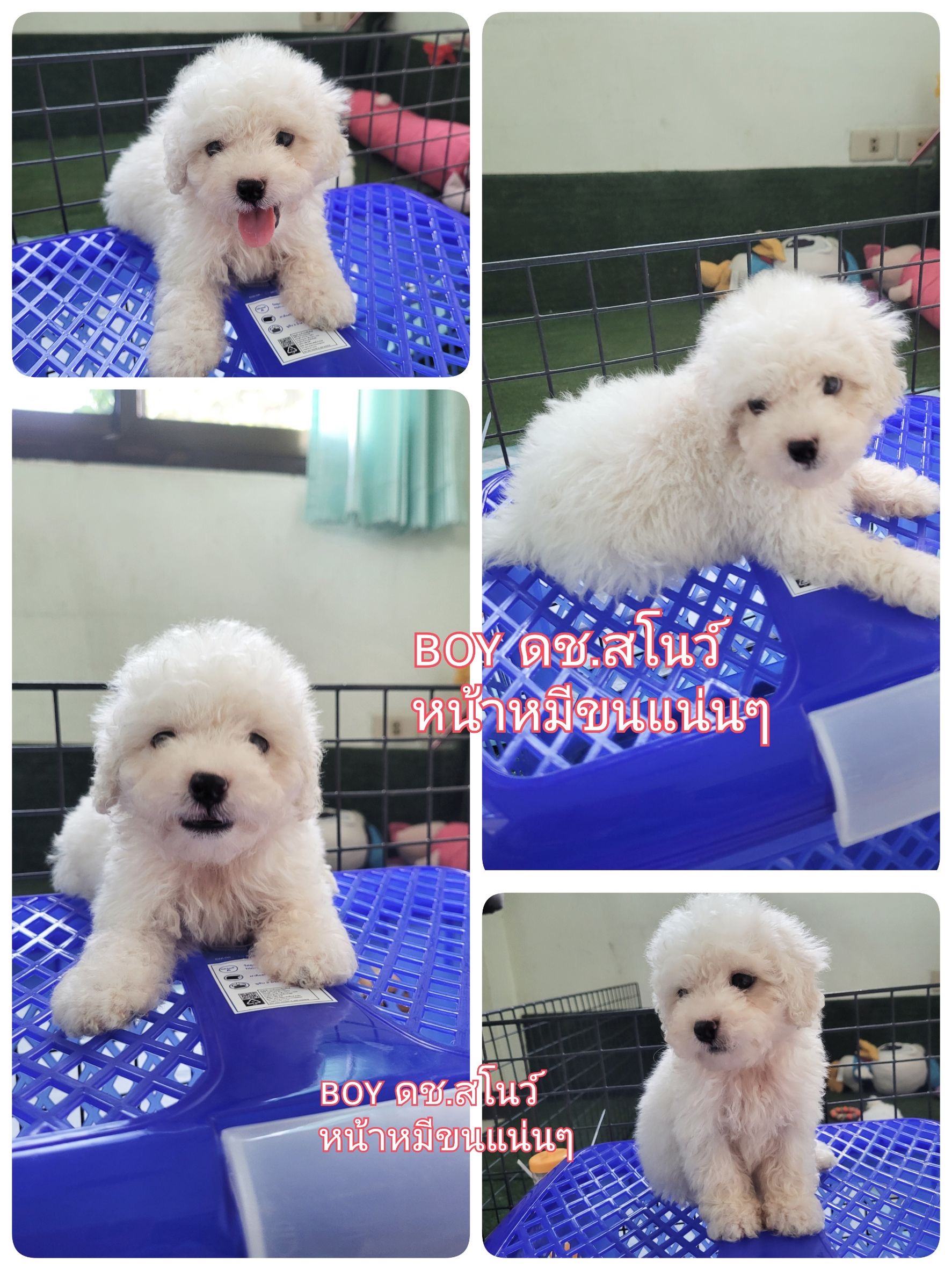 พุดเดิ้ลทอย และไทนี่  เกรดพนีเมียม poodletoy  tiny