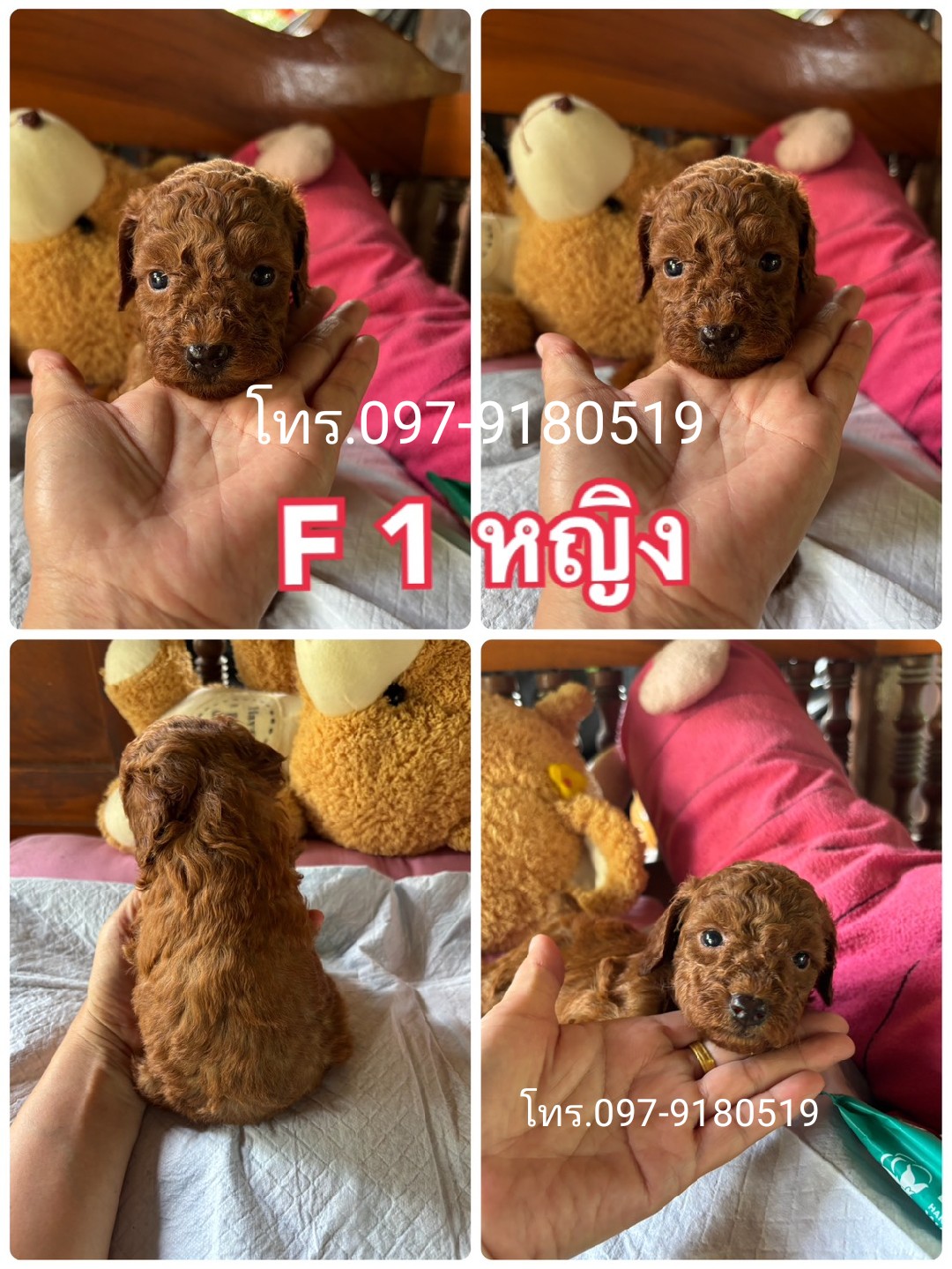 พุดเดิ้ลทอย เกรดสวยๆ  Poodletoy