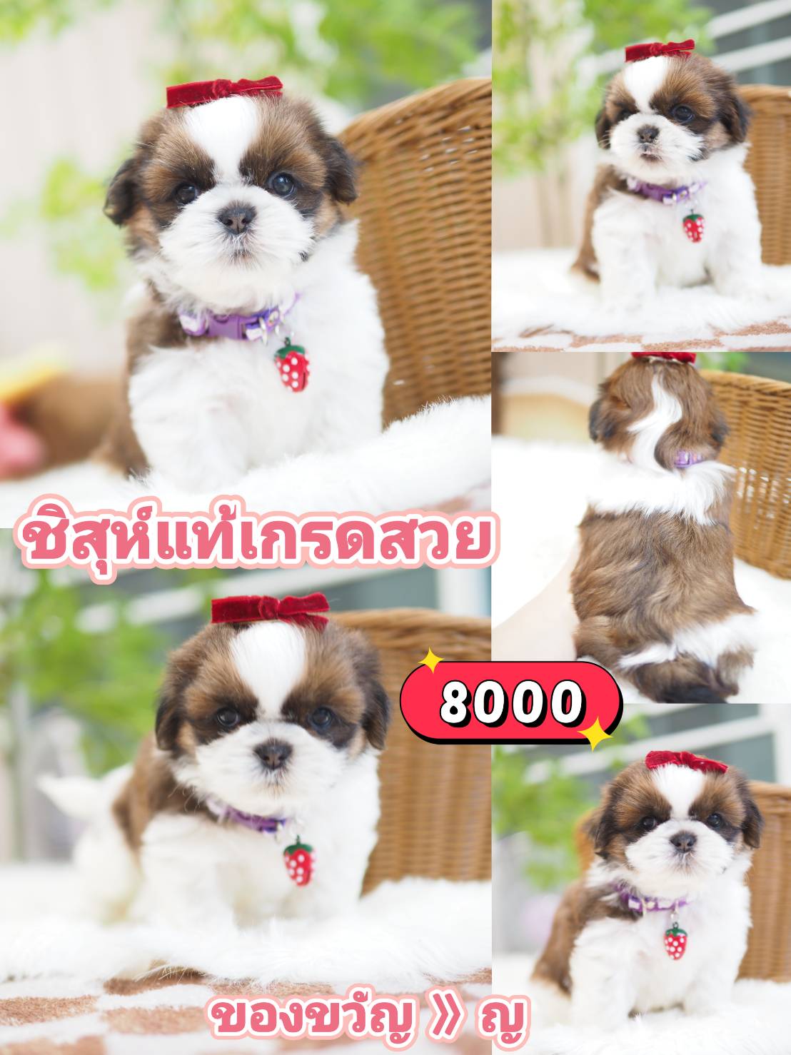 Kibzaa shihtzu
