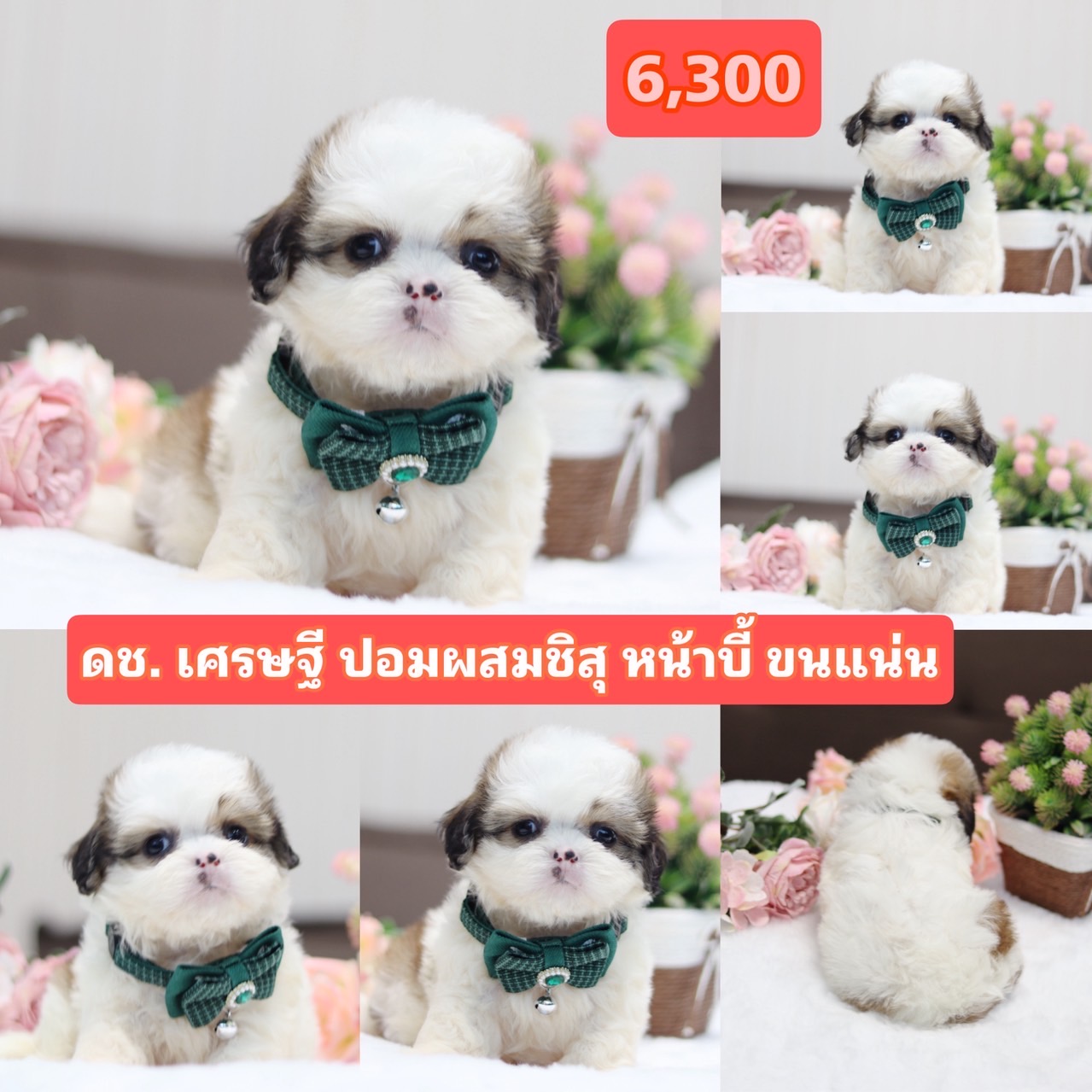 ชิสุผสมปอมเกรดสวย