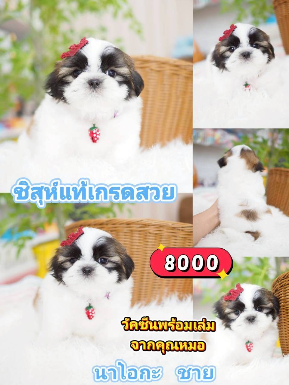 Shihtzu ❣️ วัคซีน