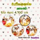 !!รับปีใหม่!!ชุดสุดท้าย ชิวาวา ขนยาว ลดเหลือ 4,900 บาท<<<