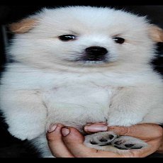 ขายลูกสุนัขปอมเมอเรเนียนขาว เด็กชาย 2 ตัว อายุ40วัน