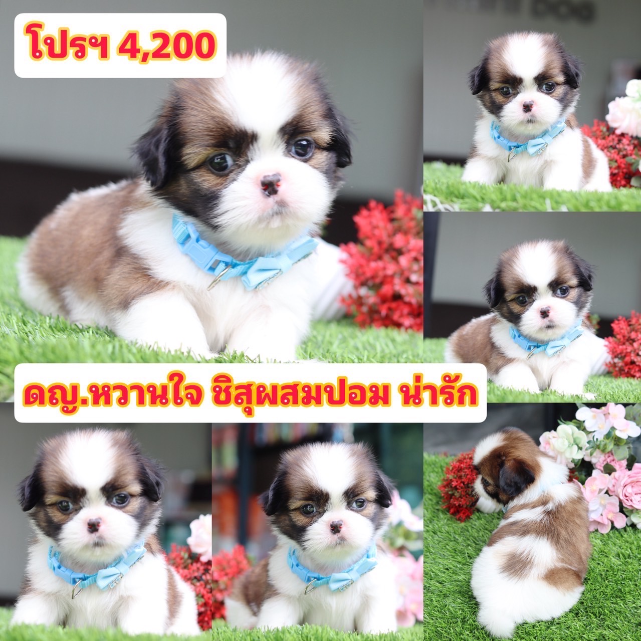 ชิสุผสมปอม