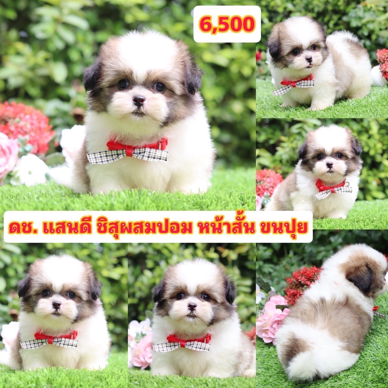 ชิสุผสมปอม
