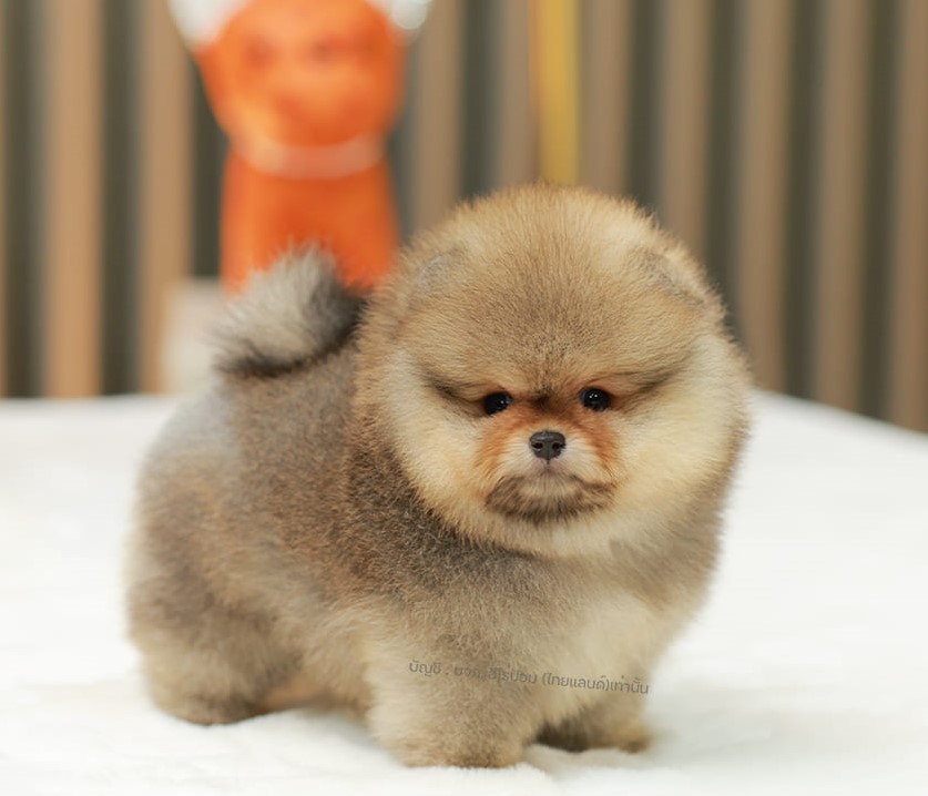 ปอมแท้ ปอมหน้าหมี HRF-10800 เพศหญิง สีส้ม เจ้าหนูน่ารัก ตัวสั้นขนแน่นมาก หน้าตาน...