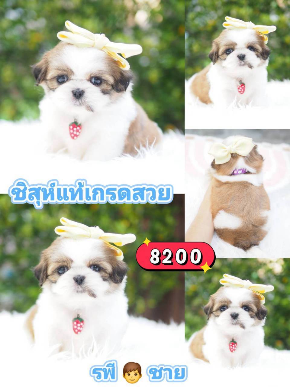 กิ๊ฟซ่า