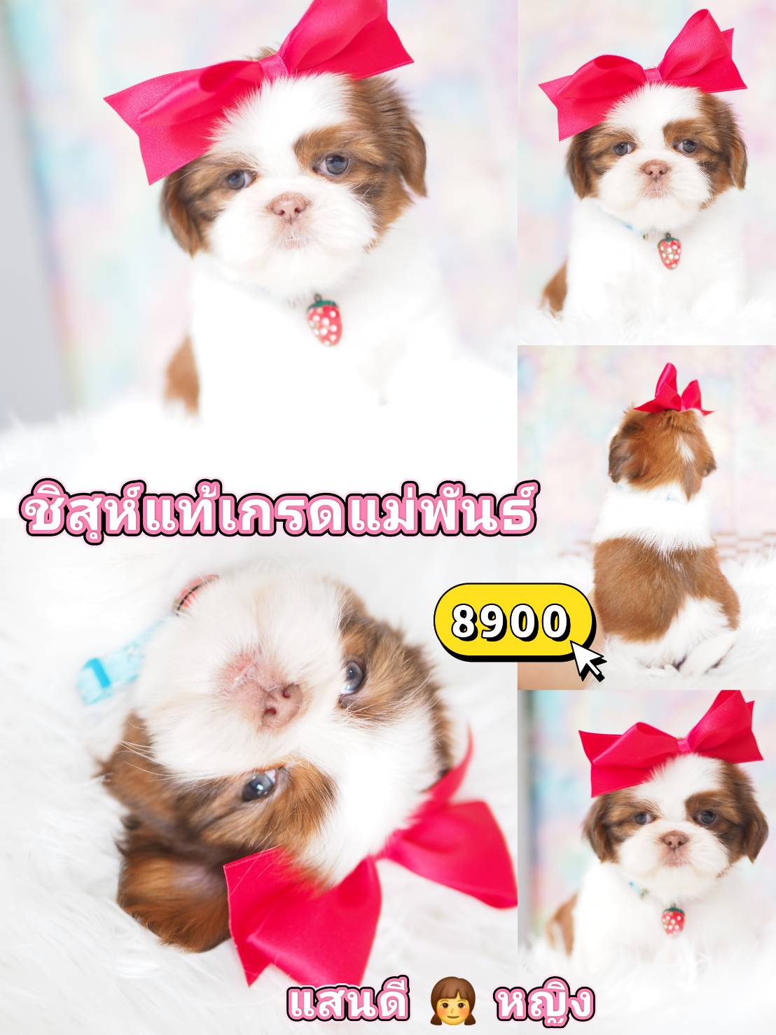 SHIHTZU