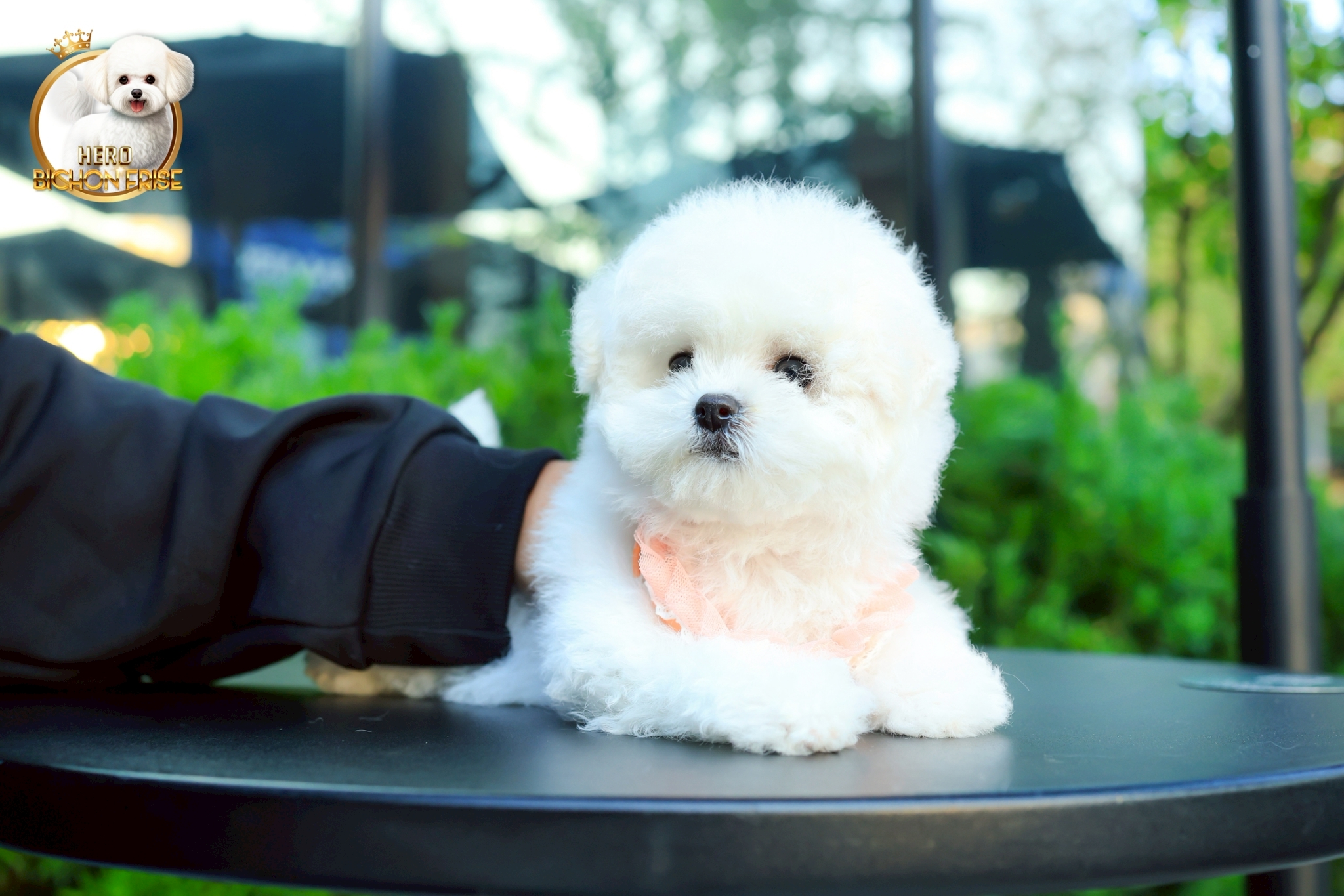 มินิบิชอง BCF-00689 เพศหญิง สีขาว สวยหวานลูกคุณ ตัวเล็ก ขนนุ่ม สายเลือดคุณพ่อคุณ...